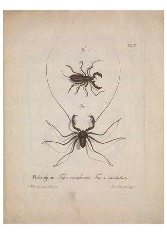 Reproducción/Reproduction 49558848892: Natursystem der ungeflügelten Insekten. Berlin :Bei Gottlieb August Lange,1797-1800.. 