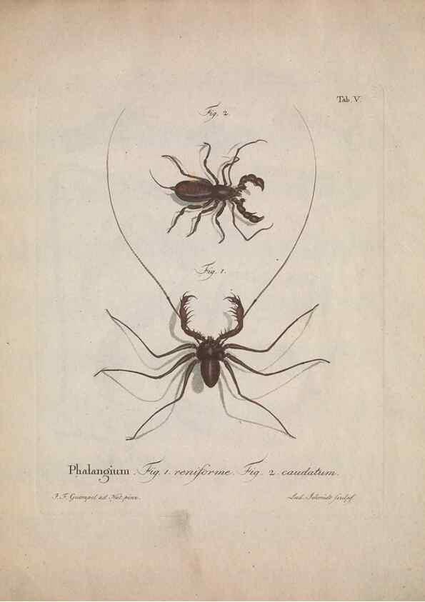 Reproducción/Reproduction 49558848892: Natursystem der ungeflügelten Insekten. Berlin :Bei Gottlieb August Lange,1797-1800.. 
