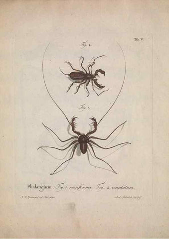 Reproducción/Reproduction 49558848892: Natursystem der ungeflügelten Insekten. Berlin :Bei Gottlieb August Lange,1797-1800.. 