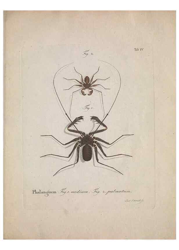 Reproducción/Reproduction 49558116083: Natursystem der ungeflügelten Insekten. Berlin :Bei Gottlieb August Lange,1797-1800.. 