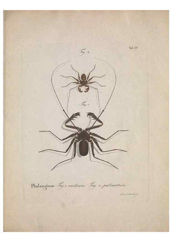 Reproducción/Reproduction 49558116083: Natursystem der ungeflügelten Insekten. Berlin :Bei Gottlieb August Lange,1797-1800.. 