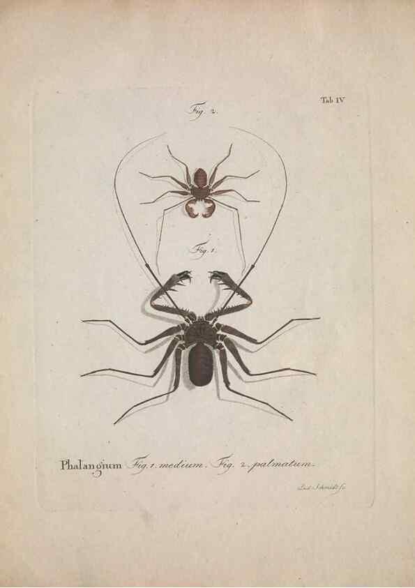 Reproducción/Reproduction 49558116083: Natursystem der ungeflügelten Insekten. Berlin :Bei Gottlieb August Lange,1797-1800.. 