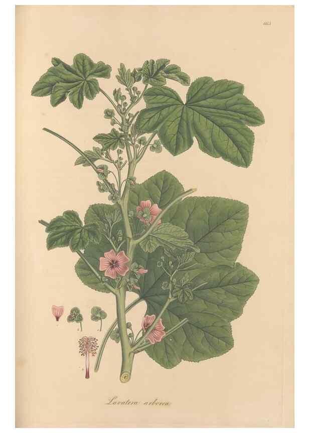 Reproducción/Reproduction 49557992422: Flora Graeca, sive, Plantarum rariorum historia, quas in provinciis aut insulis Graeciae /. Londini :Typis Richardi Taylor et socii, in Vico Shoe-Lane :MDCCCVI-MDCCCXL [1806-1840].. 