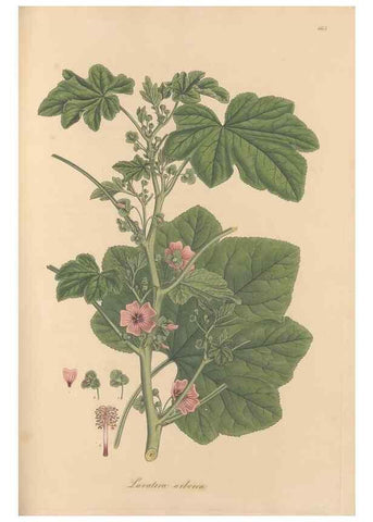 Reproducción/Reproduction 49557992422: Flora Graeca, sive, Plantarum rariorum historia, quas in provinciis aut insulis Graeciae /. Londini :Typis Richardi Taylor et socii, in Vico Shoe-Lane :MDCCCVI-MDCCCXL [1806-1840].. 