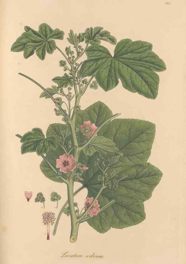 Reproducción/Reproduction 49557992422: Flora Graeca, sive, Plantarum rariorum historia, quas in provinciis aut insulis Graeciae /. Londini :Typis Richardi Taylor et socii, in Vico Shoe-Lane :MDCCCVI-MDCCCXL [1806-1840].. 