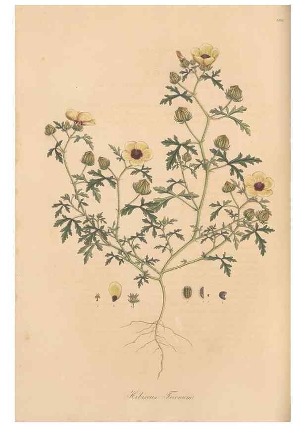Reproducción/Reproduction 49557992762: Flora Graeca, sive, Plantarum rariorum historia, quas in provinciis aut insulis Graeciae /. Londini :Typis Richardi Taylor et socii, in Vico Shoe-Lane :MDCCCVI-MDCCCXL [1806-1840].. 