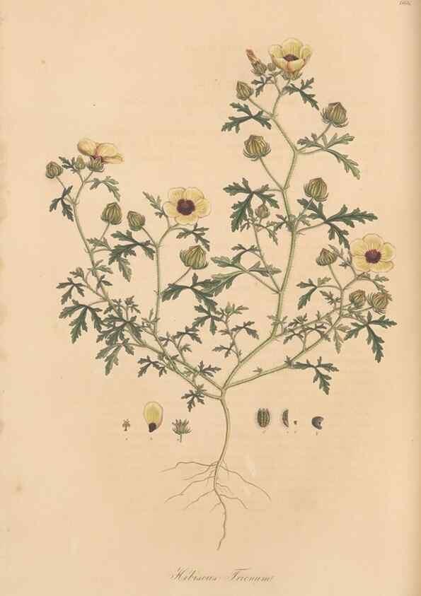 Reproducción/Reproduction 49557992762: Flora Graeca, sive, Plantarum rariorum historia, quas in provinciis aut insulis Graeciae /. Londini :Typis Richardi Taylor et socii, in Vico Shoe-Lane :MDCCCVI-MDCCCXL [1806-1840].. 