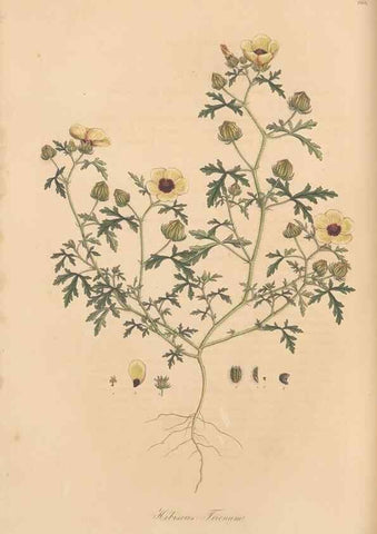 Reproducción/Reproduction 49557992762: Flora Graeca, sive, Plantarum rariorum historia, quas in provinciis aut insulis Graeciae /. Londini :Typis Richardi Taylor et socii, in Vico Shoe-Lane :MDCCCVI-MDCCCXL [1806-1840].. 