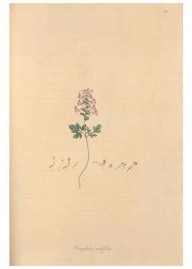 Reproducción/Reproduction 49557758396: Flora Graeca, sive, Plantarum rariorum historia, quas in provinciis aut insulis Graeciae /. Londini :Typis Richardi Taylor et socii, in Vico Shoe-Lane :MDCCCVI-MDCCCXL [1806-1840].. 