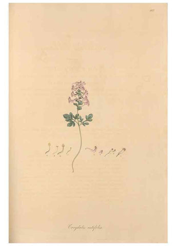Reproducción/Reproduction 49557758396: Flora Graeca, sive, Plantarum rariorum historia, quas in provinciis aut insulis Graeciae /. Londini :Typis Richardi Taylor et socii, in Vico Shoe-Lane :MDCCCVI-MDCCCXL [1806-1840].. 