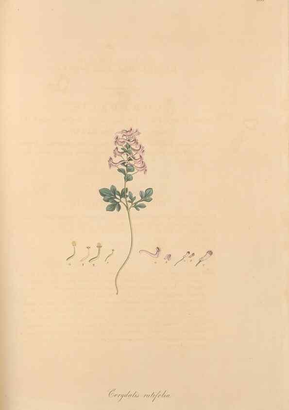 Reproducción/Reproduction 49557758396: Flora Graeca, sive, Plantarum rariorum historia, quas in provinciis aut insulis Graeciae /. Londini :Typis Richardi Taylor et socii, in Vico Shoe-Lane :MDCCCVI-MDCCCXL [1806-1840].. 