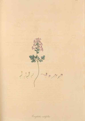 Reproducción/Reproduction 49557758396: Flora Graeca, sive, Plantarum rariorum historia, quas in provinciis aut insulis Graeciae /. Londini :Typis Richardi Taylor et socii, in Vico Shoe-Lane :MDCCCVI-MDCCCXL [1806-1840].. 