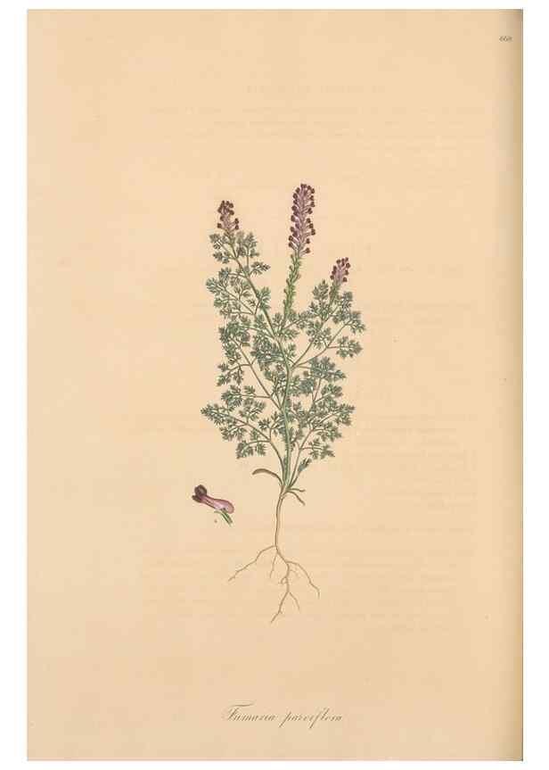 Reproducción/Reproduction 49557261978: Flora Graeca, sive, Plantarum rariorum historia, quas in provinciis aut insulis Graeciae /. Londini :Typis Richardi Taylor et socii, in Vico Shoe-Lane :MDCCCVI-MDCCCXL [1806-1840].. 