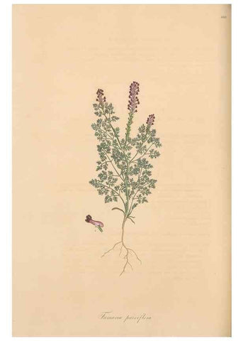 Reproducción/Reproduction 49557261978: Flora Graeca, sive, Plantarum rariorum historia, quas in provinciis aut insulis Graeciae /. Londini :Typis Richardi Taylor et socii, in Vico Shoe-Lane :MDCCCVI-MDCCCXL [1806-1840].. 