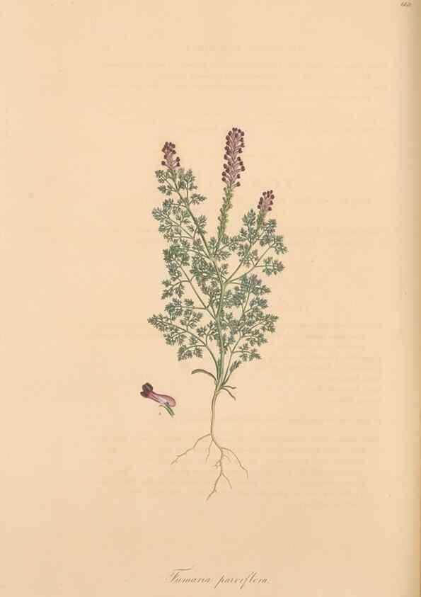Reproducción/Reproduction 49557261978: Flora Graeca, sive, Plantarum rariorum historia, quas in provinciis aut insulis Graeciae /. Londini :Typis Richardi Taylor et socii, in Vico Shoe-Lane :MDCCCVI-MDCCCXL [1806-1840].. 