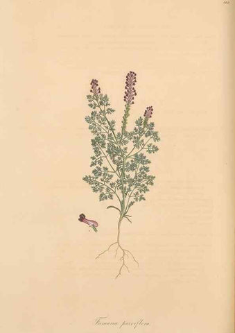 Reproducción/Reproduction 49557261978: Flora Graeca, sive, Plantarum rariorum historia, quas in provinciis aut insulis Graeciae /. Londini :Typis Richardi Taylor et socii, in Vico Shoe-Lane :MDCCCVI-MDCCCXL [1806-1840].. 