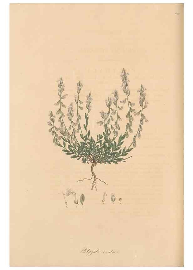 Reproducción/Reproduction 49557262268: Flora Graeca, sive, Plantarum rariorum historia, quas in provinciis aut insulis Graeciae /. Londini :Typis Richardi Taylor et socii, in Vico Shoe-Lane :MDCCCVI-MDCCCXL [1806-1840].. 