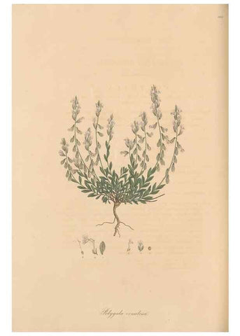 Reproducción/Reproduction 49557262268: Flora Graeca, sive, Plantarum rariorum historia, quas in provinciis aut insulis Graeciae /. Londini :Typis Richardi Taylor et socii, in Vico Shoe-Lane :MDCCCVI-MDCCCXL [1806-1840].. 