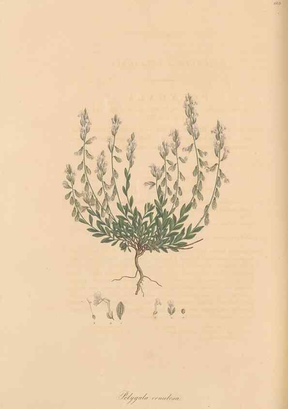 Reproducción/Reproduction 49557262268: Flora Graeca, sive, Plantarum rariorum historia, quas in provinciis aut insulis Graeciae /. Londini :Typis Richardi Taylor et socii, in Vico Shoe-Lane :MDCCCVI-MDCCCXL [1806-1840].. 