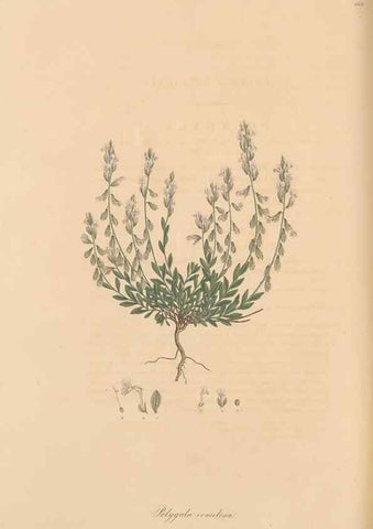 Reproducción/Reproduction 49557262268: Flora Graeca, sive, Plantarum rariorum historia, quas in provinciis aut insulis Graeciae /. Londini :Typis Richardi Taylor et socii, in Vico Shoe-Lane :MDCCCVI-MDCCCXL [1806-1840].. 