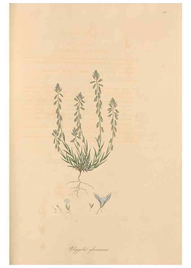 Reproducción/Reproduction 49557994037: Flora Graeca, sive, Plantarum rariorum historia, quas in provinciis aut insulis Graeciae /. Londini :Typis Richardi Taylor et socii, in Vico Shoe-Lane :MDCCCVI-MDCCCXL [1806-1840].. 