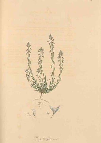 Reproducción/Reproduction 49557994037: Flora Graeca, sive, Plantarum rariorum historia, quas in provinciis aut insulis Graeciae /. Londini :Typis Richardi Taylor et socii, in Vico Shoe-Lane :MDCCCVI-MDCCCXL [1806-1840].. 