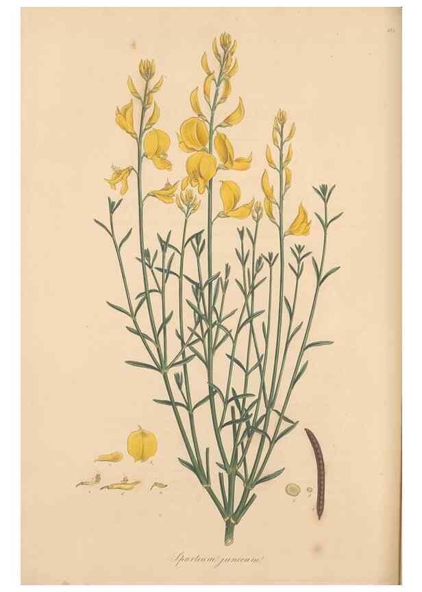 Reproducción/Reproduction 49557994447: Flora Graeca, sive, Plantarum rariorum historia, quas in provinciis aut insulis Graeciae /. Londini :Typis Richardi Taylor et socii, in Vico Shoe-Lane :MDCCCVI-MDCCCXL [1806-1840].. 