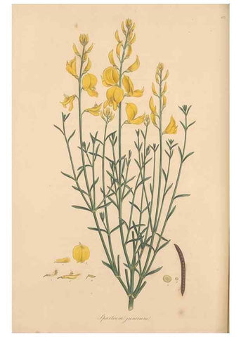 Reproducción/Reproduction 49557994447: Flora Graeca, sive, Plantarum rariorum historia, quas in provinciis aut insulis Graeciae /. Londini :Typis Richardi Taylor et socii, in Vico Shoe-Lane :MDCCCVI-MDCCCXL [1806-1840].. 