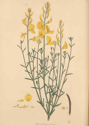 Reproducción/Reproduction 49557994447: Flora Graeca, sive, Plantarum rariorum historia, quas in provinciis aut insulis Graeciae /. Londini :Typis Richardi Taylor et socii, in Vico Shoe-Lane :MDCCCVI-MDCCCXL [1806-1840].. 