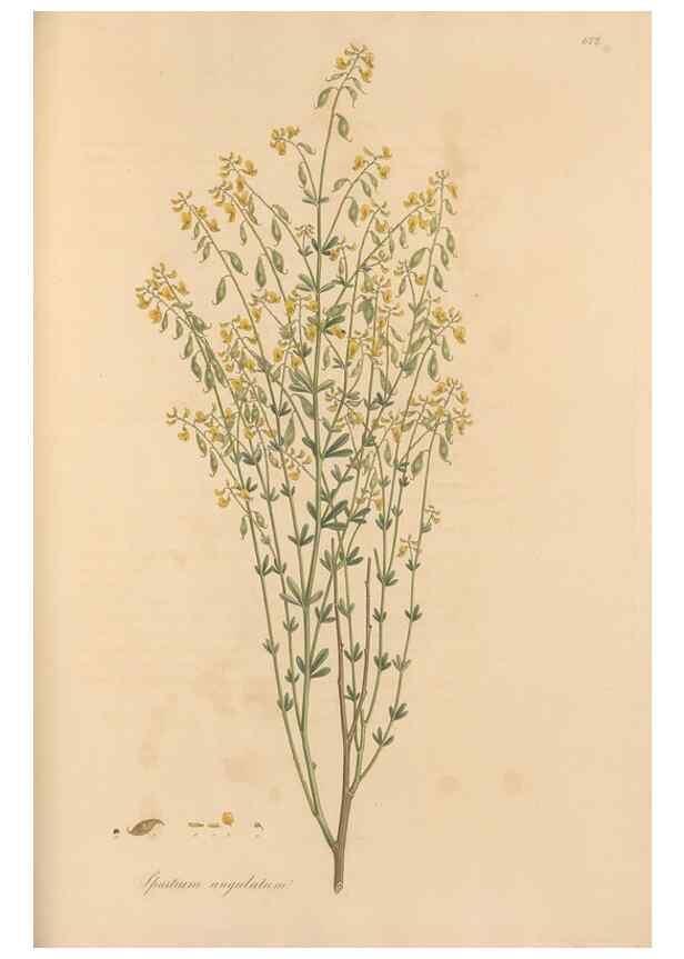 Reproducción/Reproduction 49557263328: Flora Graeca, sive, Plantarum rariorum historia, quas in provinciis aut insulis Graeciae /. Londini :Typis Richardi Taylor et socii, in Vico Shoe-Lane :MDCCCVI-MDCCCXL [1806-1840].. 