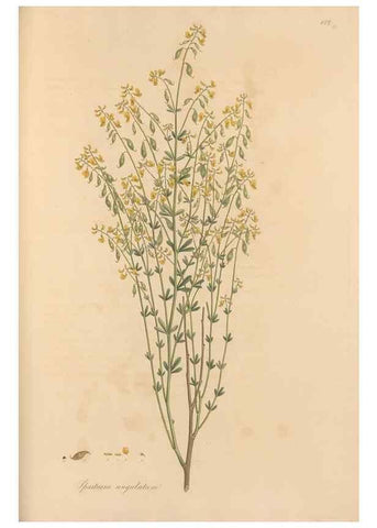 Reproducción/Reproduction 49557263328: Flora Graeca, sive, Plantarum rariorum historia, quas in provinciis aut insulis Graeciae /. Londini :Typis Richardi Taylor et socii, in Vico Shoe-Lane :MDCCCVI-MDCCCXL [1806-1840].. 