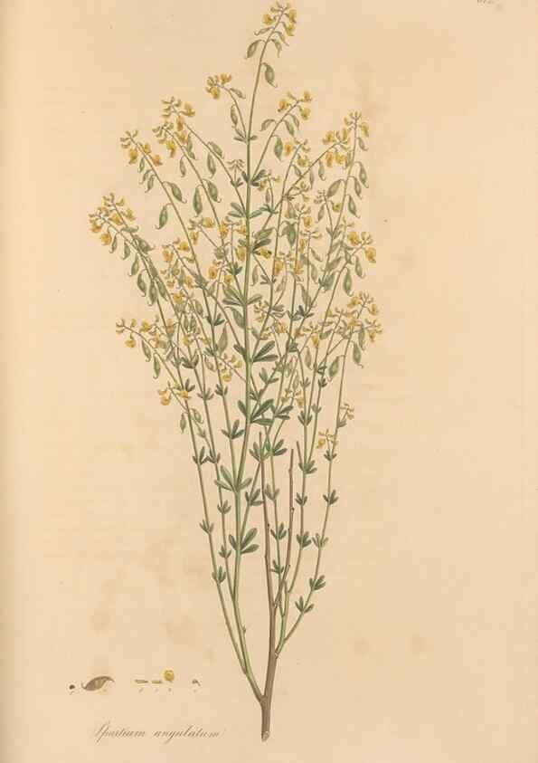 Reproducción/Reproduction 49557263328: Flora Graeca, sive, Plantarum rariorum historia, quas in provinciis aut insulis Graeciae /. Londini :Typis Richardi Taylor et socii, in Vico Shoe-Lane :MDCCCVI-MDCCCXL [1806-1840].. 