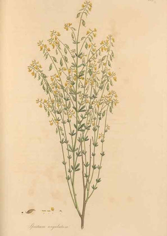 Reproducción/Reproduction 49557263328: Flora Graeca, sive, Plantarum rariorum historia, quas in provinciis aut insulis Graeciae /. Londini :Typis Richardi Taylor et socii, in Vico Shoe-Lane :MDCCCVI-MDCCCXL [1806-1840].. 
