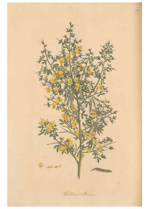 Reproducción/Reproduction 49557760241: Flora Graeca, sive, Plantarum rariorum historia, quas in provinciis aut insulis Graeciae /. Londini :Typis Richardi Taylor et socii, in Vico Shoe-Lane :MDCCCVI-MDCCCXL [1806-1840].. 
