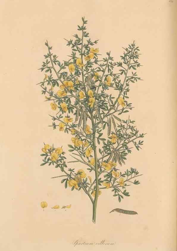 Reproducción/Reproduction 49557760241: Flora Graeca, sive, Plantarum rariorum historia, quas in provinciis aut insulis Graeciae /. Londini :Typis Richardi Taylor et socii, in Vico Shoe-Lane :MDCCCVI-MDCCCXL [1806-1840].. 