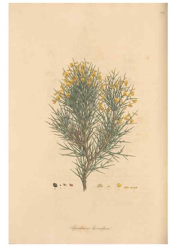 Reproducción/Reproduction 49557760511: Flora Graeca, sive, Plantarum rariorum historia, quas in provinciis aut insulis Graeciae /. Londini :Typis Richardi Taylor et socii, in Vico Shoe-Lane :MDCCCVI-MDCCCXL [1806-1840].. 