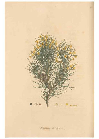 Reproducción/Reproduction 49557760511: Flora Graeca, sive, Plantarum rariorum historia, quas in provinciis aut insulis Graeciae /. Londini :Typis Richardi Taylor et socii, in Vico Shoe-Lane :MDCCCVI-MDCCCXL [1806-1840].. 