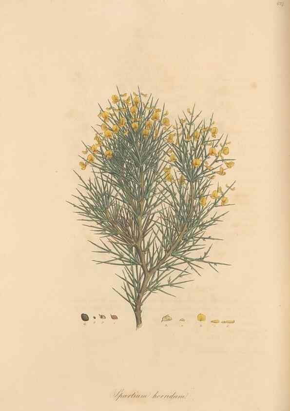 Reproducción/Reproduction 49557760511: Flora Graeca, sive, Plantarum rariorum historia, quas in provinciis aut insulis Graeciae /. Londini :Typis Richardi Taylor et socii, in Vico Shoe-Lane :MDCCCVI-MDCCCXL [1806-1840].. 