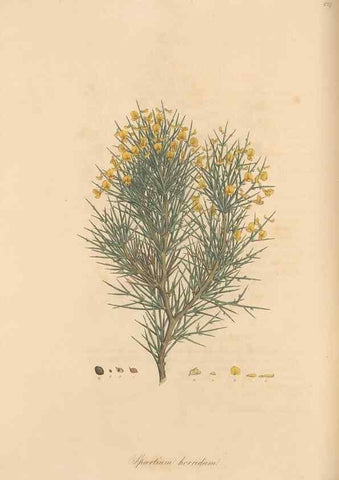 Reproducción/Reproduction 49557760511: Flora Graeca, sive, Plantarum rariorum historia, quas in provinciis aut insulis Graeciae /. Londini :Typis Richardi Taylor et socii, in Vico Shoe-Lane :MDCCCVI-MDCCCXL [1806-1840].. 