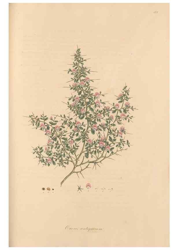 Reproducción/Reproduction 49557995842: Flora Graeca, sive, Plantarum rariorum historia, quas in provinciis aut insulis Graeciae /. Londini :Typis Richardi Taylor et socii, in Vico Shoe-Lane :MDCCCVI-MDCCCXL [1806-1840].. 