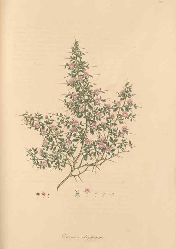 Reproducción/Reproduction 49557995842: Flora Graeca, sive, Plantarum rariorum historia, quas in provinciis aut insulis Graeciae /. Londini :Typis Richardi Taylor et socii, in Vico Shoe-Lane :MDCCCVI-MDCCCXL [1806-1840].. 