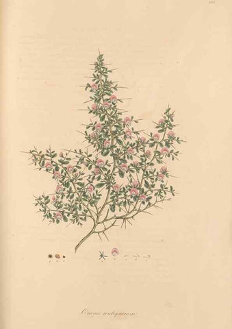 Reproducción/Reproduction 49557995842: Flora Graeca, sive, Plantarum rariorum historia, quas in provinciis aut insulis Graeciae /. Londini :Typis Richardi Taylor et socii, in Vico Shoe-Lane :MDCCCVI-MDCCCXL [1806-1840].. 