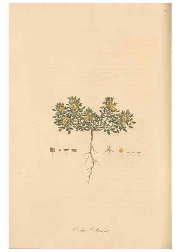 Reproducción/Reproduction 49557761006: Flora Graeca, sive, Plantarum rariorum historia, quas in provinciis aut insulis Graeciae /. Londini :Typis Richardi Taylor et socii, in Vico Shoe-Lane :MDCCCVI-MDCCCXL [1806-1840].. 