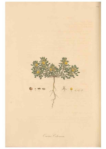 Reproducción/Reproduction 49557761006: Flora Graeca, sive, Plantarum rariorum historia, quas in provinciis aut insulis Graeciae /. Londini :Typis Richardi Taylor et socii, in Vico Shoe-Lane :MDCCCVI-MDCCCXL [1806-1840].. 
