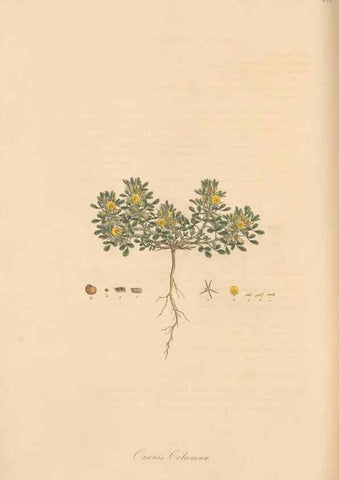 Reproducción/Reproduction 49557761006: Flora Graeca, sive, Plantarum rariorum historia, quas in provinciis aut insulis Graeciae /. Londini :Typis Richardi Taylor et socii, in Vico Shoe-Lane :MDCCCVI-MDCCCXL [1806-1840].. 