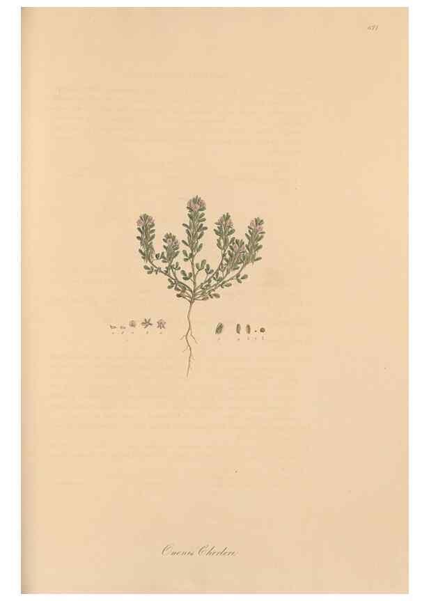 Reproducción/Reproduction 49557996492: Flora Graeca, sive, Plantarum rariorum historia, quas in provinciis aut insulis Graeciae /. Londini :Typis Richardi Taylor et socii, in Vico Shoe-Lane :MDCCCVI-MDCCCXL [1806-1840].. 