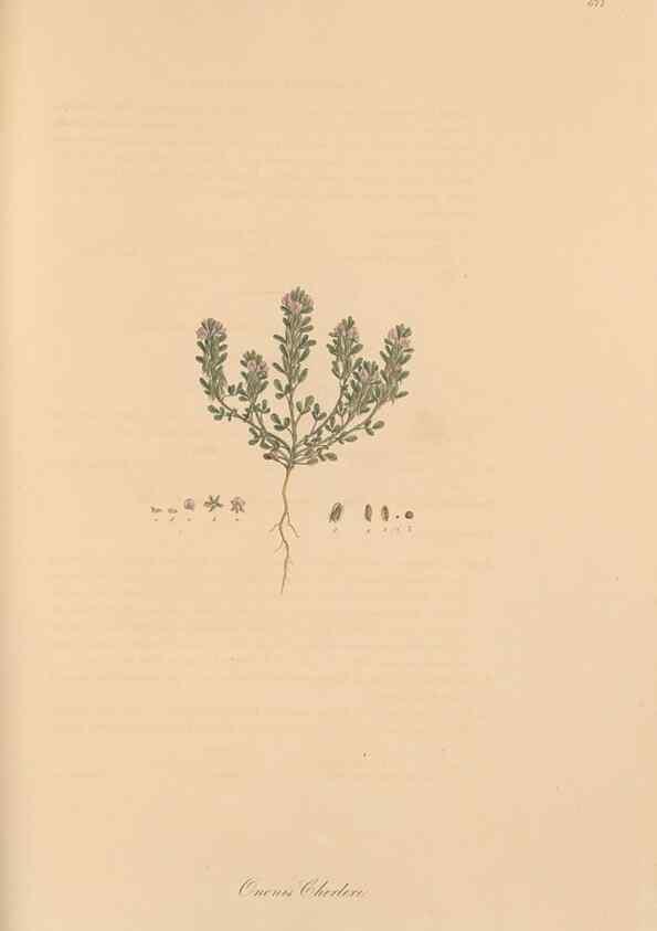 Reproducción/Reproduction 49557996492: Flora Graeca, sive, Plantarum rariorum historia, quas in provinciis aut insulis Graeciae /. Londini :Typis Richardi Taylor et socii, in Vico Shoe-Lane :MDCCCVI-MDCCCXL [1806-1840].. 