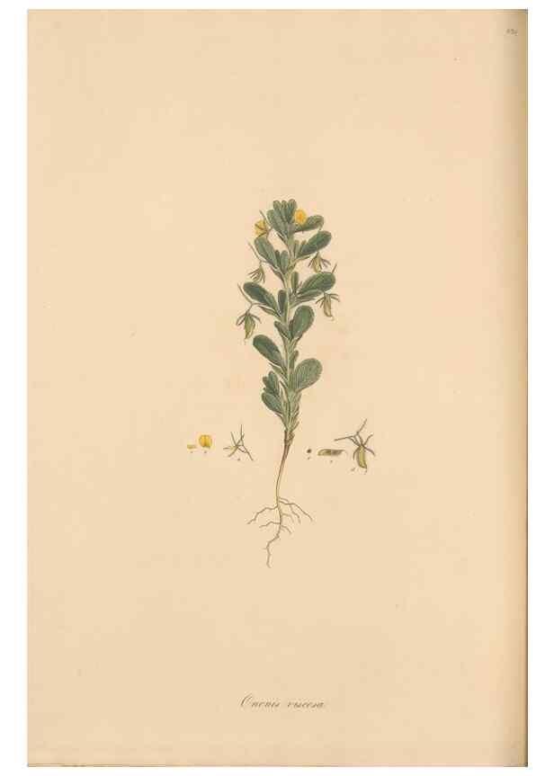 Reproducción/Reproduction 49557761576: Flora Graeca, sive, Plantarum rariorum historia, quas in provinciis aut insulis Graeciae /. Londini :Typis Richardi Taylor et socii, in Vico Shoe-Lane :MDCCCVI-MDCCCXL [1806-1840].. 