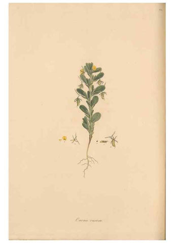 Reproducción/Reproduction 49557761576: Flora Graeca, sive, Plantarum rariorum historia, quas in provinciis aut insulis Graeciae /. Londini :Typis Richardi Taylor et socii, in Vico Shoe-Lane :MDCCCVI-MDCCCXL [1806-1840].. 