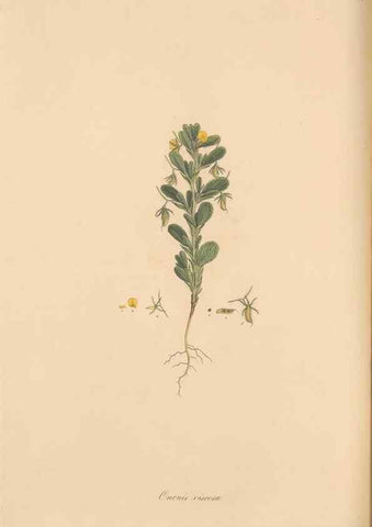 Reproducción/Reproduction 49557761576: Flora Graeca, sive, Plantarum rariorum historia, quas in provinciis aut insulis Graeciae /. Londini :Typis Richardi Taylor et socii, in Vico Shoe-Lane :MDCCCVI-MDCCCXL [1806-1840].. 